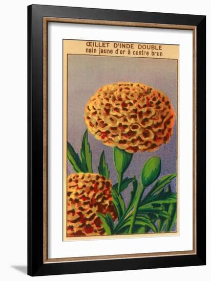 French Carnation of India Seed Packet-null-Framed Art Print