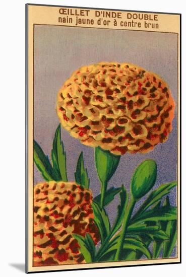 French Carnation of India Seed Packet-null-Mounted Art Print