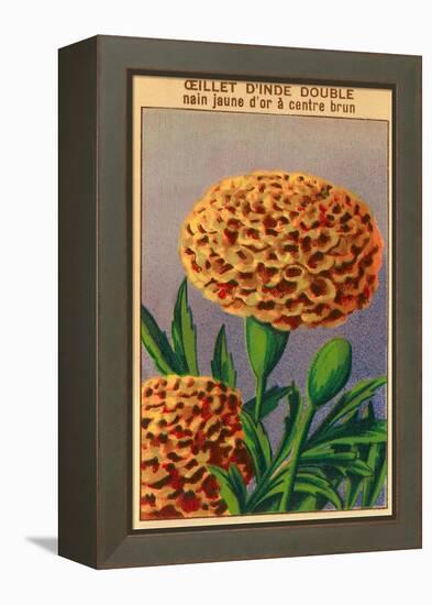French Carnation of India Seed Packet-null-Framed Stretched Canvas