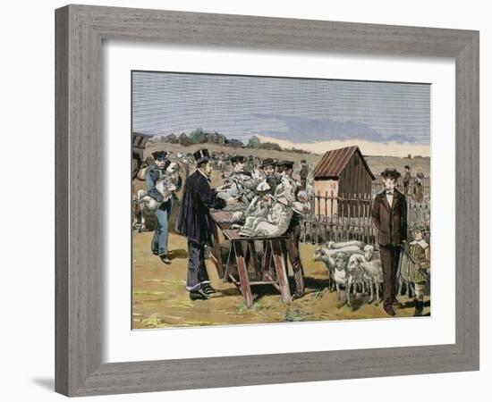 French Chemist and Bacteriologist. Vaccination of Sheep Against Anthrax, Agerville, France, 1884-Prisma Archivo-Framed Photographic Print