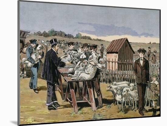 French Chemist and Bacteriologist. Vaccination of Sheep Against Anthrax, Agerville, France, 1884-Prisma Archivo-Mounted Photographic Print