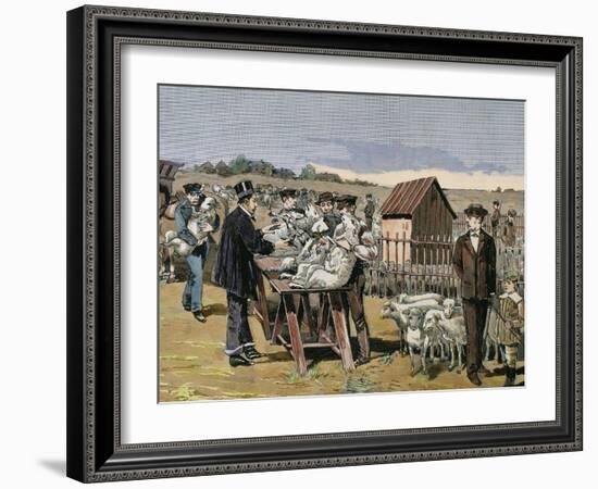 French Chemist and Bacteriologist. Vaccination of Sheep Against Anthrax, Agerville, France, 1884-Prisma Archivo-Framed Photographic Print