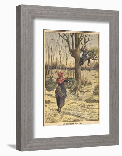 French Countryfolk Harvesting Mistletoe for the Christmas Market-null-Framed Photographic Print