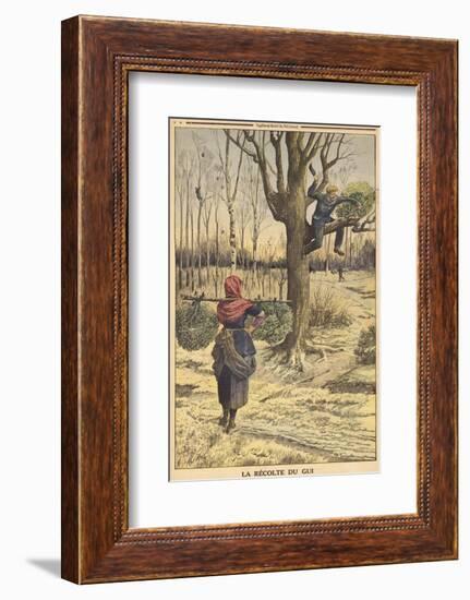 French Countryfolk Harvesting Mistletoe for the Christmas Market-null-Framed Photographic Print