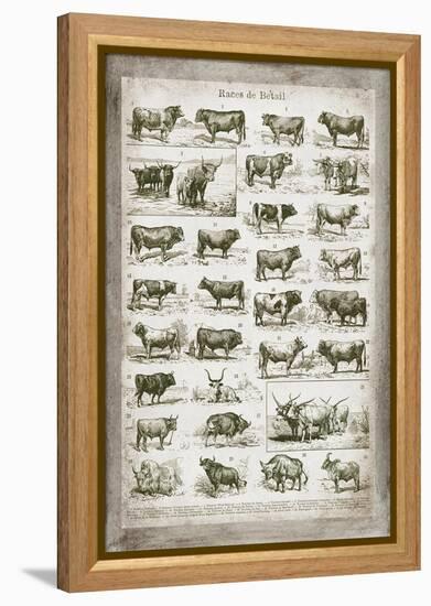 French Cow Chart-Gwendolyn Babbitt-Framed Stretched Canvas