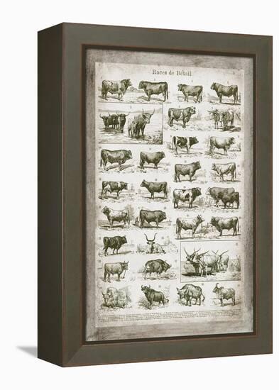 French Cow Chart-Gwendolyn Babbitt-Framed Stretched Canvas