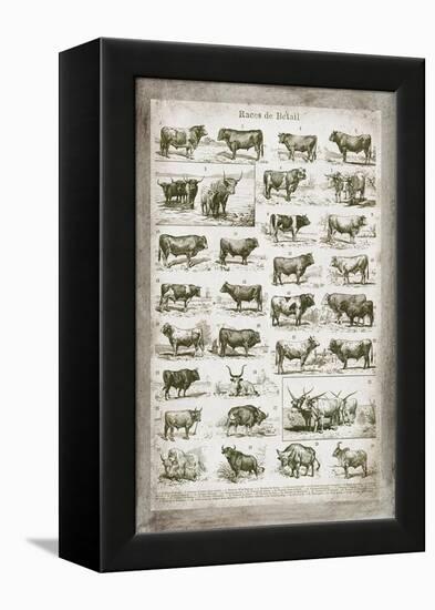 French Cow Chart-Gwendolyn Babbitt-Framed Stretched Canvas