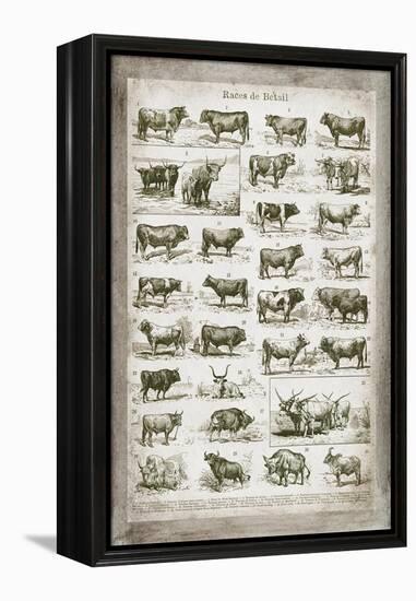 French Cow Chart-Gwendolyn Babbitt-Framed Stretched Canvas