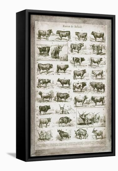 French Cow Chart-Gwendolyn Babbitt-Framed Stretched Canvas