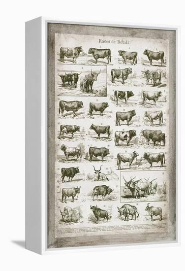 French Cow Chart-Gwendolyn Babbitt-Framed Stretched Canvas