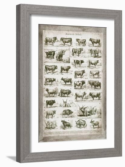 French Cow Chart-Gwendolyn Babbitt-Framed Art Print