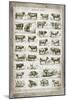 French Cow Chart-Gwendolyn Babbitt-Mounted Art Print