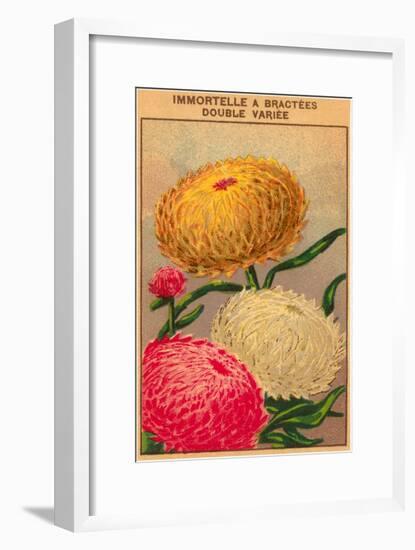 French Dahlia Seed Packet-null-Framed Art Print