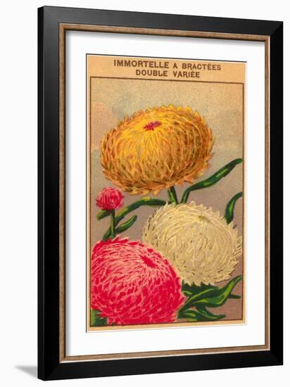 French Dahlia Seed Packet-null-Framed Art Print