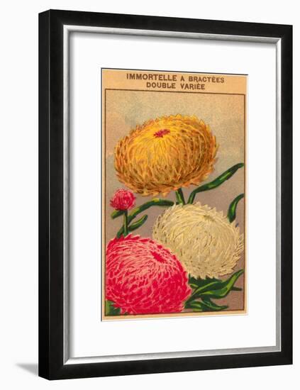 French Dahlia Seed Packet-null-Framed Art Print