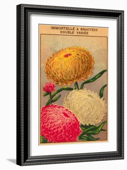French Dahlia Seed Packet-null-Framed Art Print