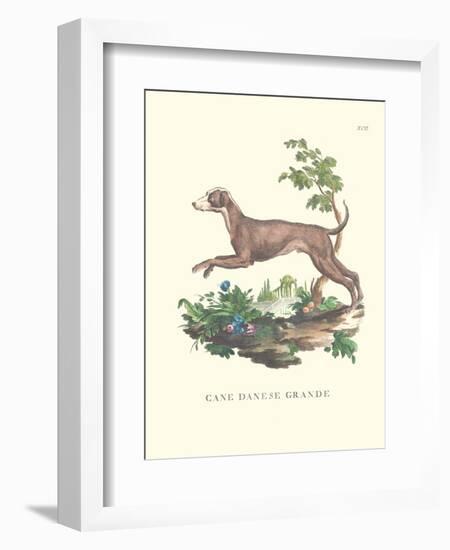 French Dogs I-Unknown-Framed Art Print