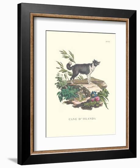 French Dogs II-Unknown-Framed Art Print