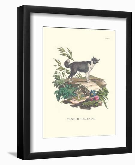 French Dogs II-Unknown-Framed Art Print