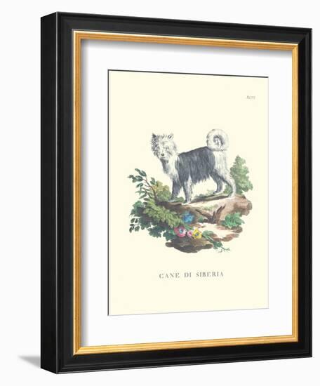 French Dogs IV-Unknown-Framed Art Print