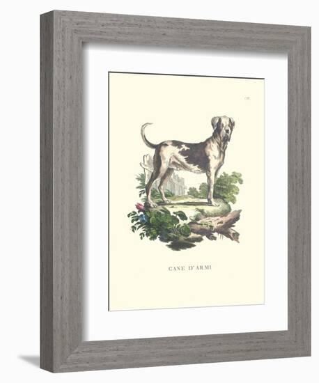 French Dogs IX-Unknown-Framed Art Print