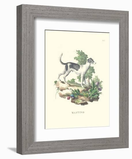 French Dogs VI-Unknown-Framed Art Print