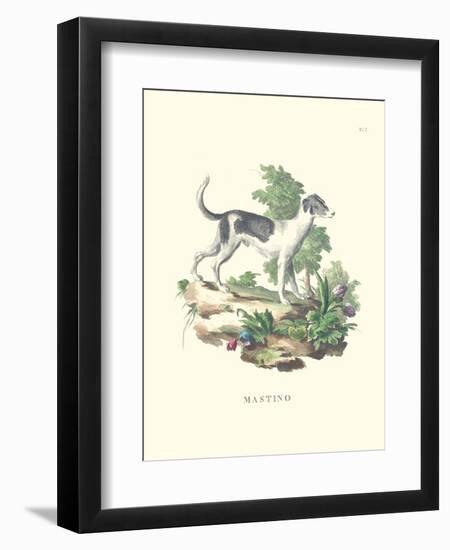 French Dogs VI-Unknown-Framed Art Print