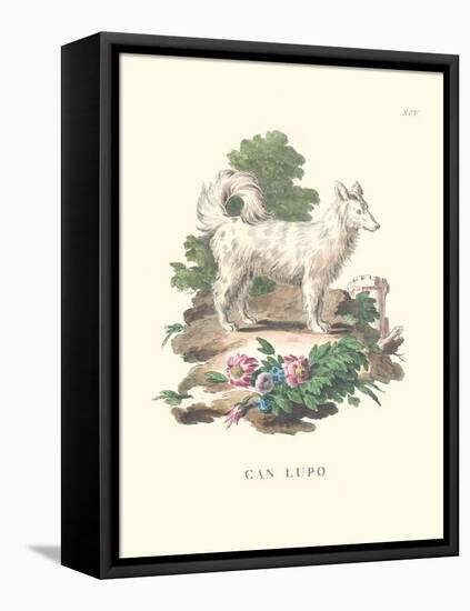 French Dogs VII-Unknown-Framed Stretched Canvas