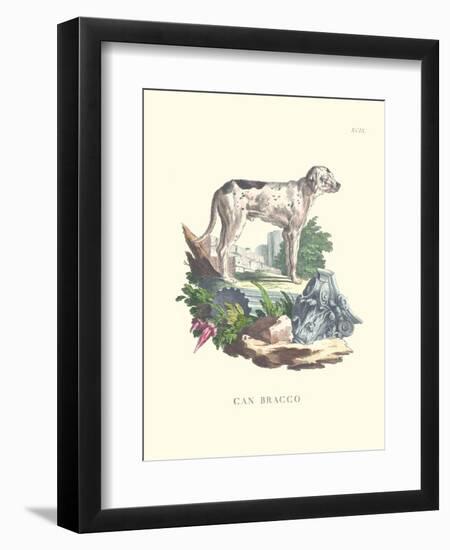 French Dogs VIII-Unknown-Framed Art Print