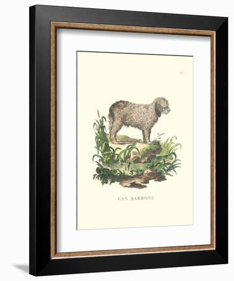 French Dogs XII-Unknown-Framed Art Print