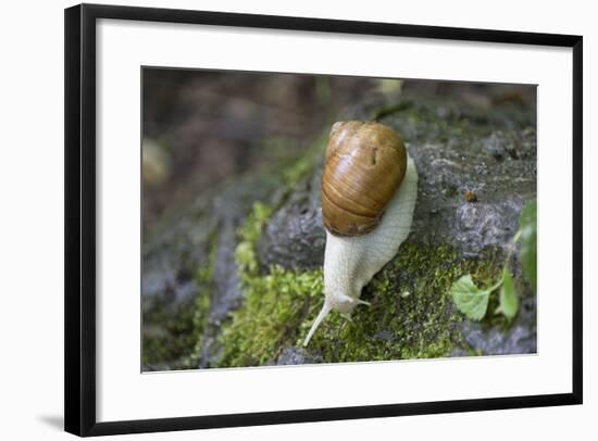 French Escargot, Moss, Stone-Jurgen Ulmer-Framed Photographic Print