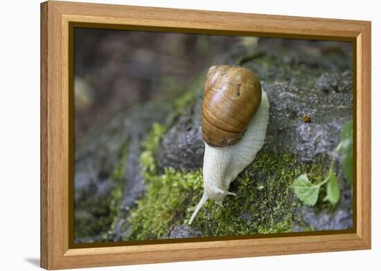 French Escargot, Moss, Stone-Jurgen Ulmer-Framed Premier Image Canvas