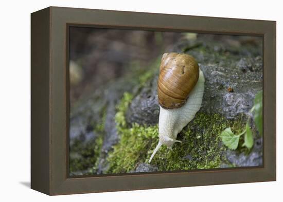 French Escargot, Moss, Stone-Jurgen Ulmer-Framed Premier Image Canvas