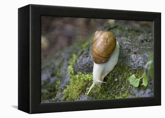 French Escargot, Moss, Stone-Jurgen Ulmer-Framed Premier Image Canvas