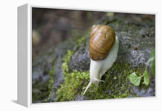 French Escargot, Moss, Stone-Jurgen Ulmer-Framed Premier Image Canvas