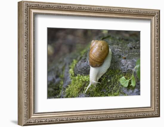 French Escargot, Moss, Stone-Jurgen Ulmer-Framed Photographic Print