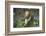 French Escargot, Moss, Stone-Jurgen Ulmer-Framed Photographic Print