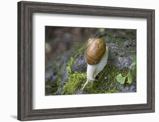 French Escargot, Moss, Stone-Jurgen Ulmer-Framed Photographic Print