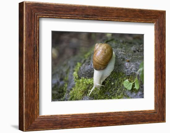 French Escargot, Moss, Stone-Jurgen Ulmer-Framed Photographic Print