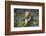 French Escargot, Moss, Stone-Jurgen Ulmer-Framed Photographic Print