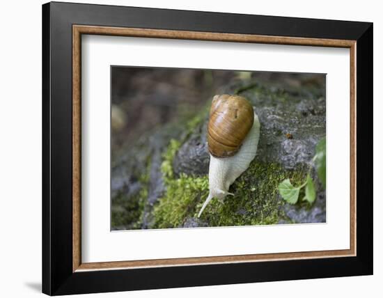 French Escargot, Moss, Stone-Jurgen Ulmer-Framed Photographic Print