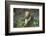 French Escargot, Moss, Stone-Jurgen Ulmer-Framed Photographic Print