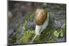 French Escargot, Moss, Stone-Jurgen Ulmer-Mounted Photographic Print