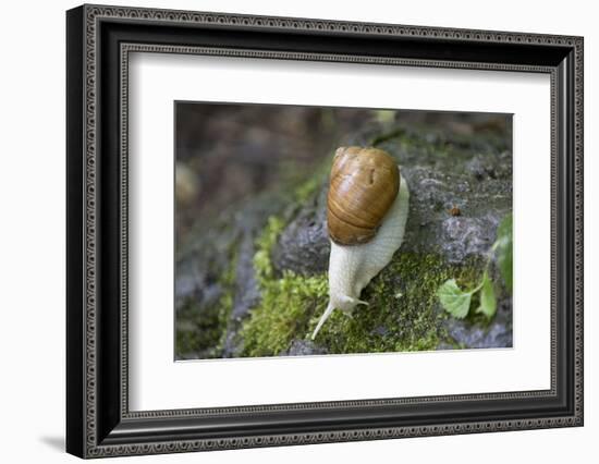 French Escargot, Moss, Stone-Jurgen Ulmer-Framed Photographic Print