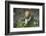 French Escargot, Moss, Stone-Jurgen Ulmer-Framed Photographic Print