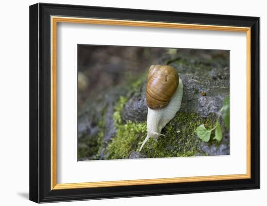 French Escargot, Moss, Stone-Jurgen Ulmer-Framed Photographic Print