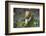 French Escargot, Moss, Stone-Jurgen Ulmer-Framed Photographic Print