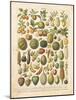 French Fruit Chart-Gwendolyn Babbitt-Mounted Art Print