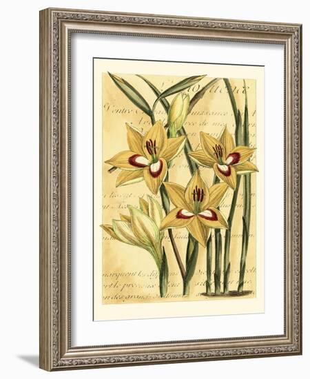 French Gladiola-Samuel Curtis-Framed Art Print