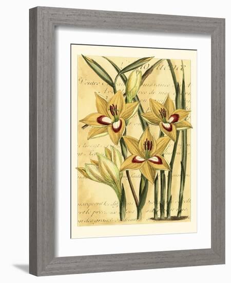 French Gladiola-Samuel Curtis-Framed Art Print